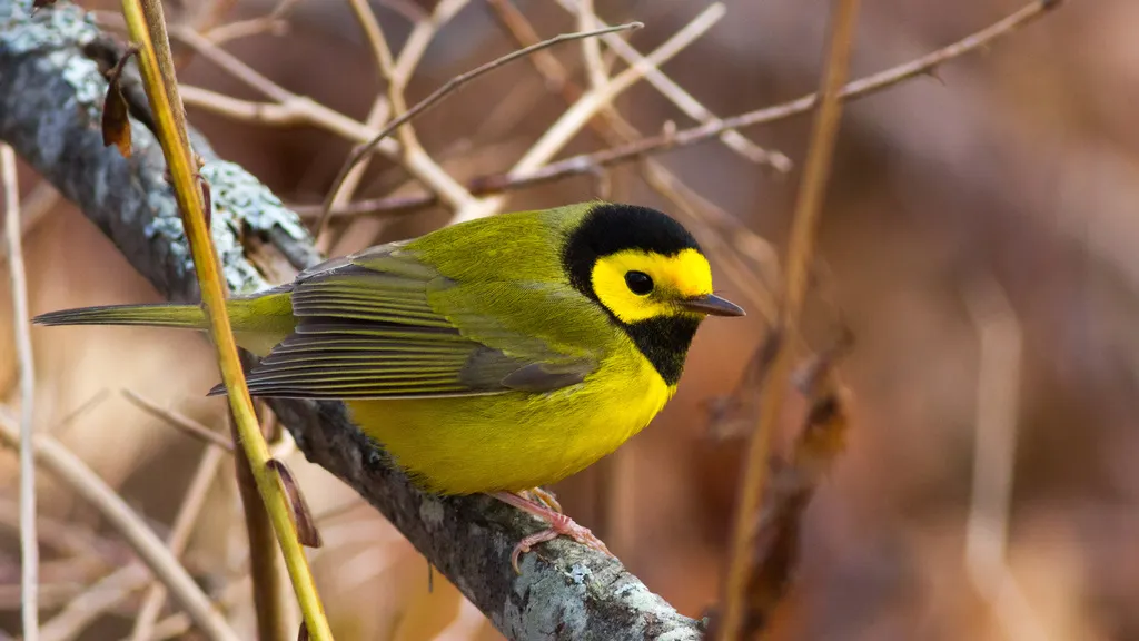 黑枕威森莺(Setophaga citrina)