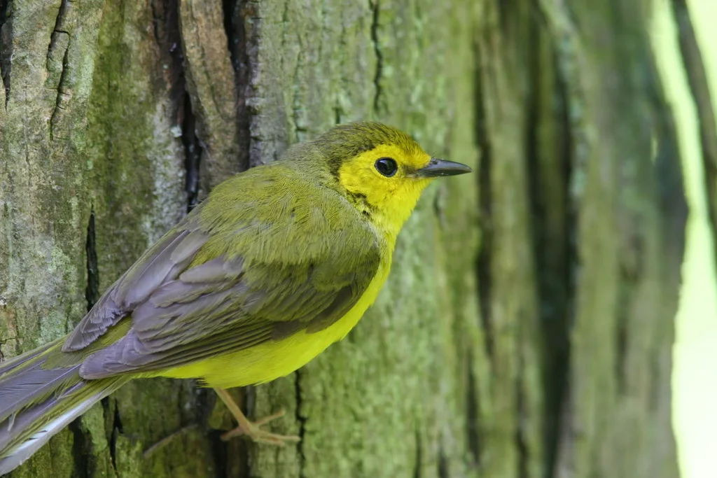 黑枕威森莺(Setophaga citrina)