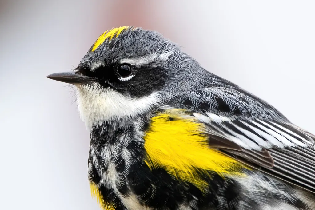 黄腰白喉林莺(Setophaga coronata)