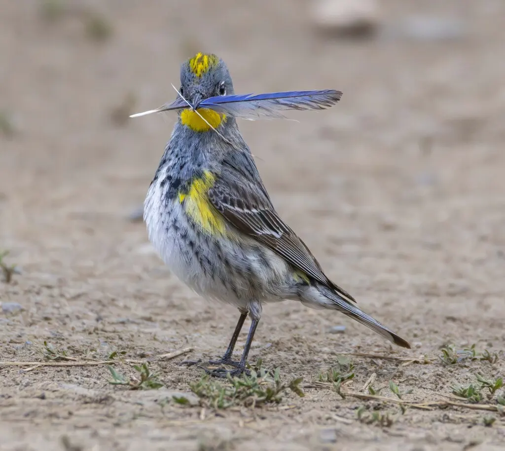 黄腰白喉林莺(Setophaga coronata)