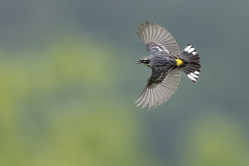 黄腰白喉林莺(Setophaga coronata)
