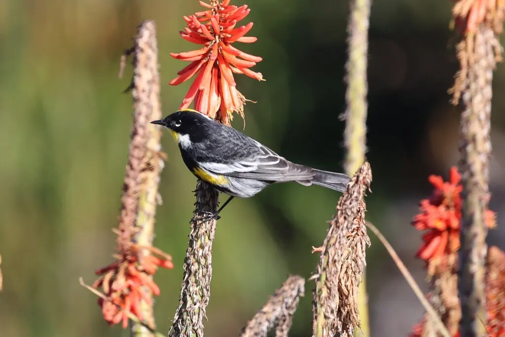 黄腰白喉林莺(Setophaga coronata)