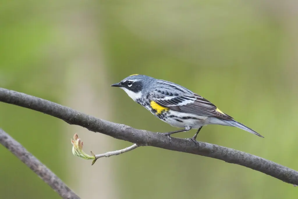 黄腰白喉林莺(Setophaga coronata)
