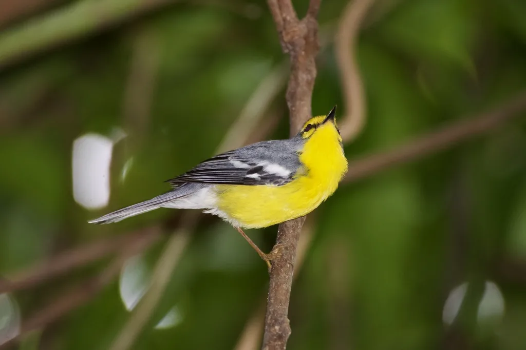 圣岛黄腹灰林莺（Setophaga delicata）