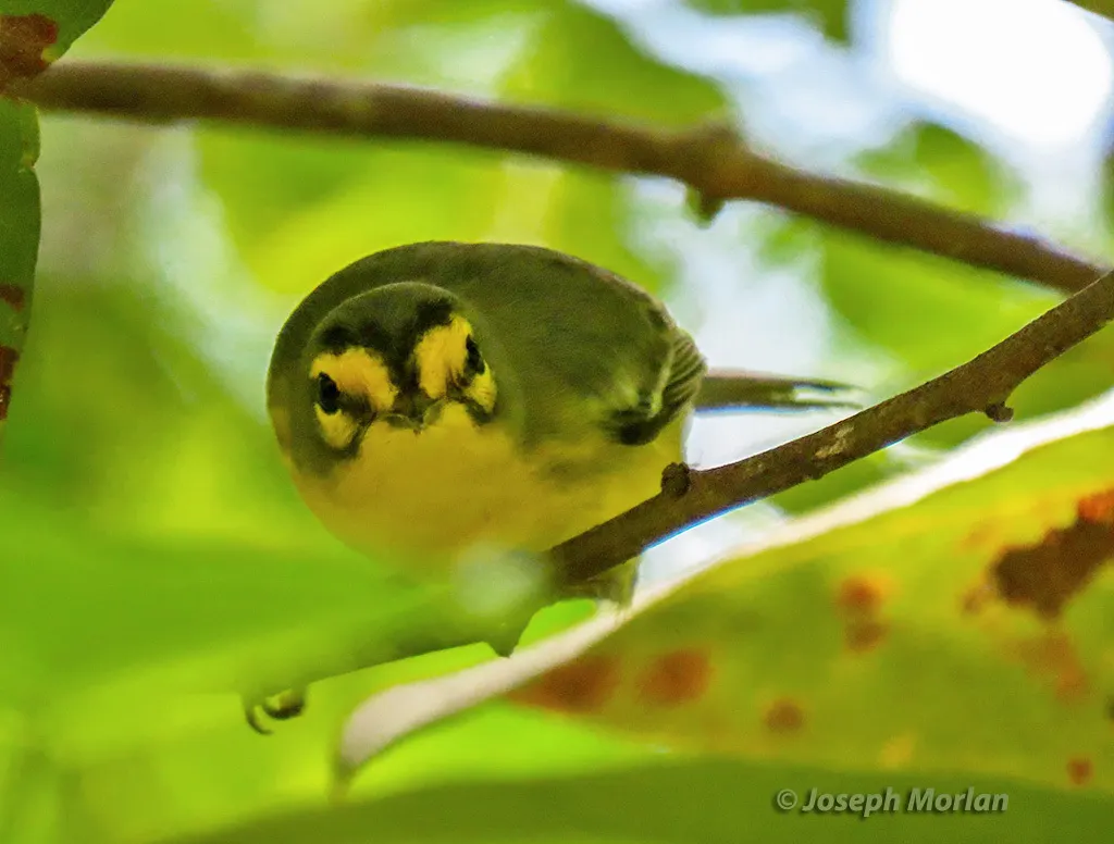 圣岛黄腹灰林莺（Setophaga delicata）