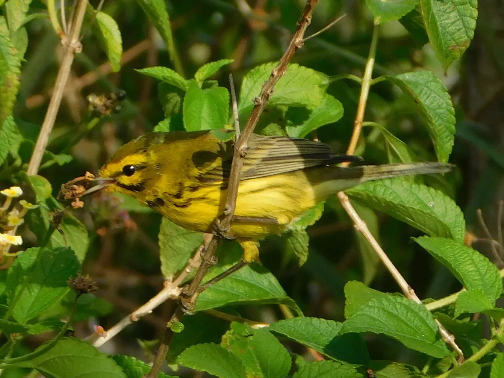 草原绿林莺(Setophaga discolor)