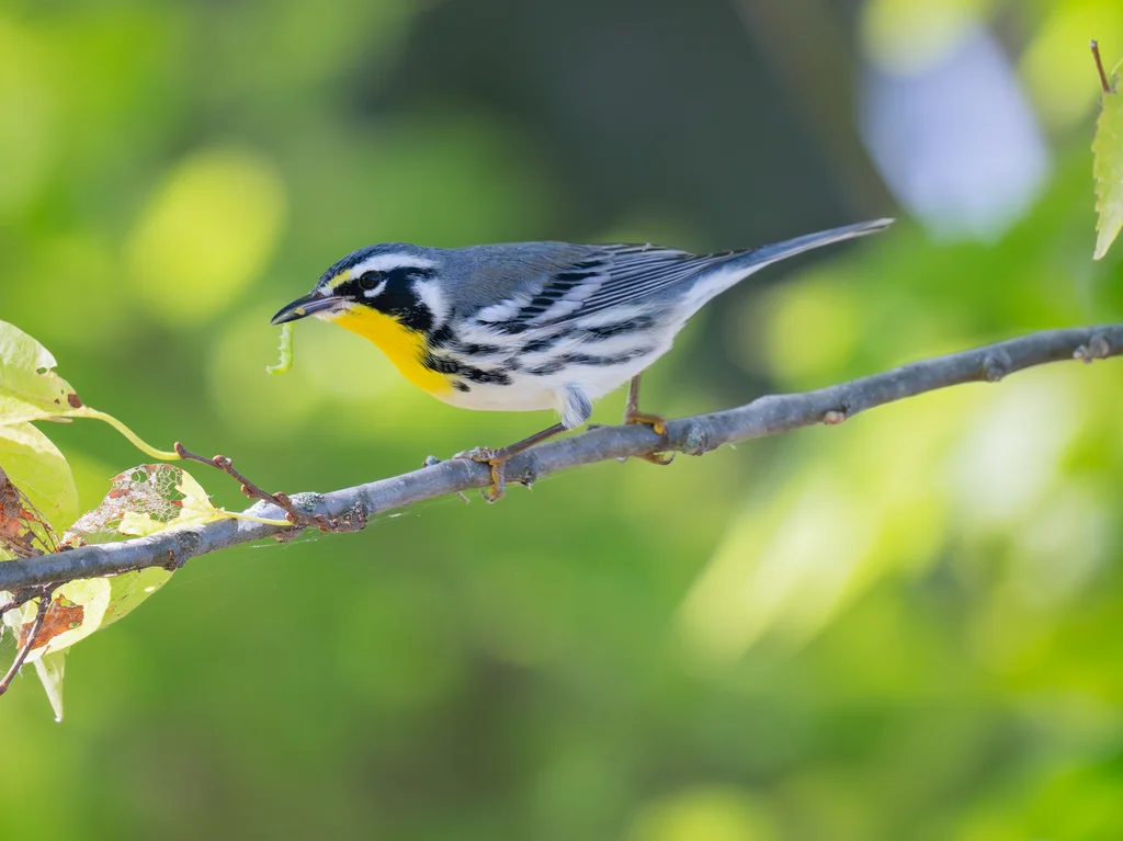黄喉林莺(Setophaga dominica)