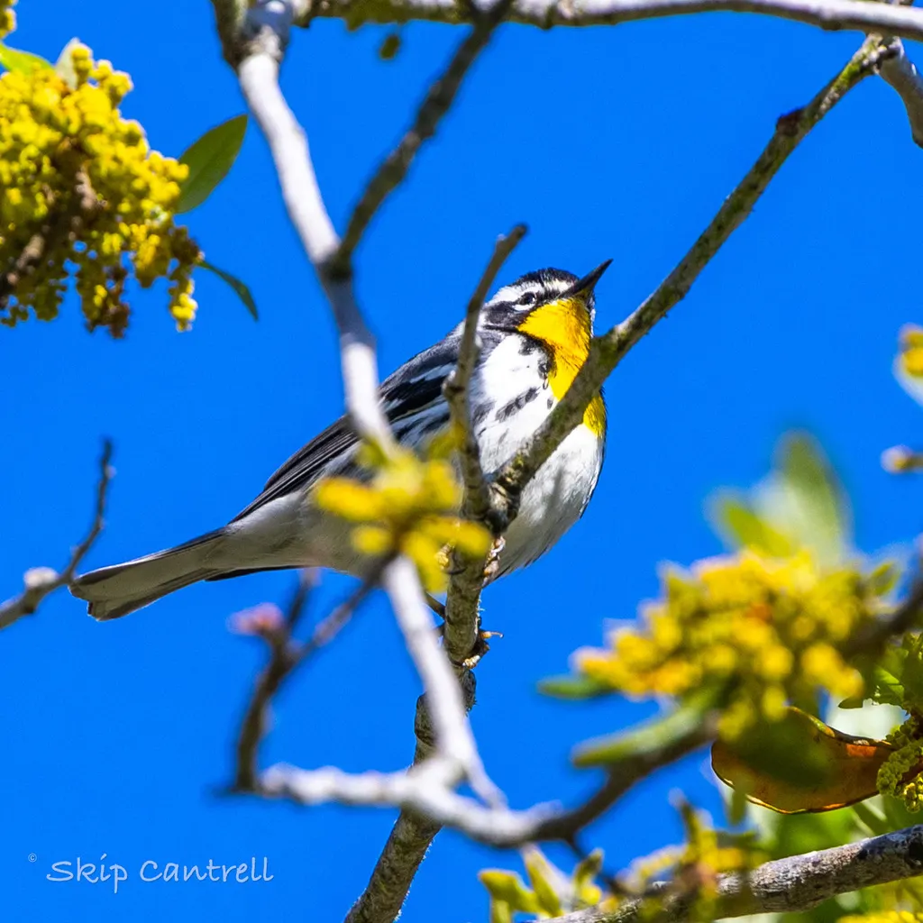 黄喉林莺(Setophaga dominica)