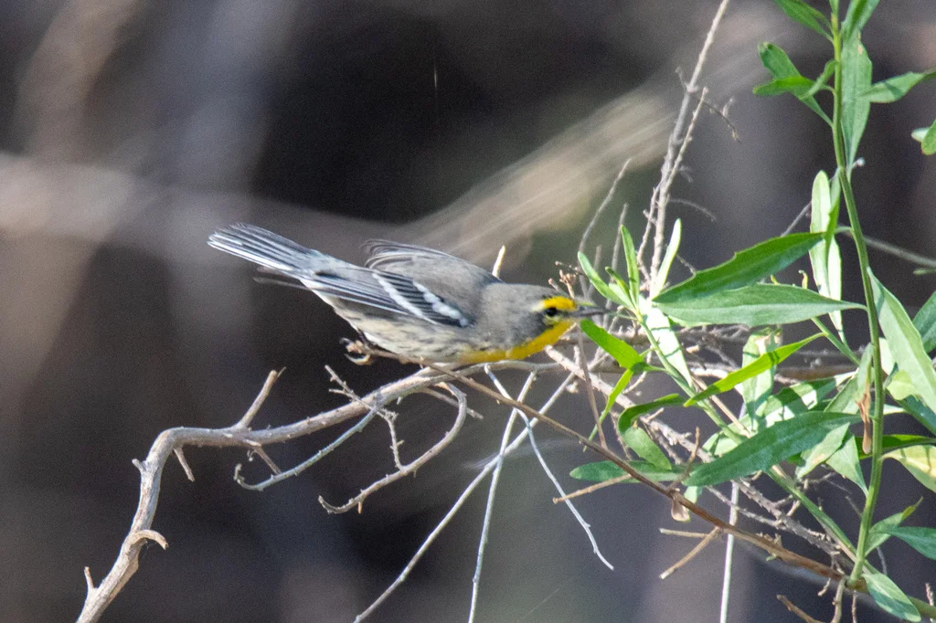 黄喉纹胁林莺（Setophaga graciae）