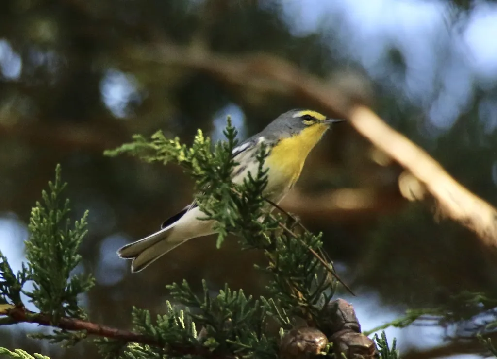 黄喉纹胁林莺（Setophaga graciae）