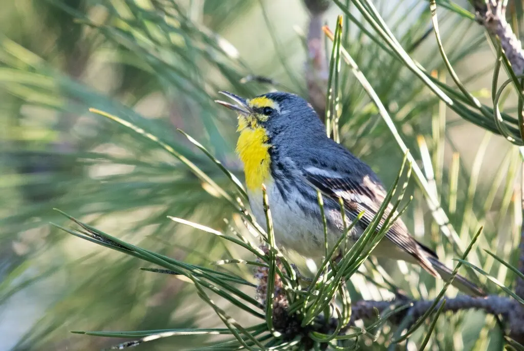黄喉纹胁林莺（Setophaga graciae）