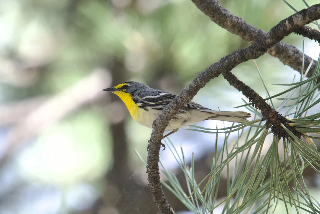 黄喉纹胁林莺（Setophaga graciae）