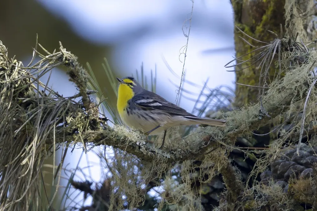 黄喉纹胁林莺（Setophaga graciae）