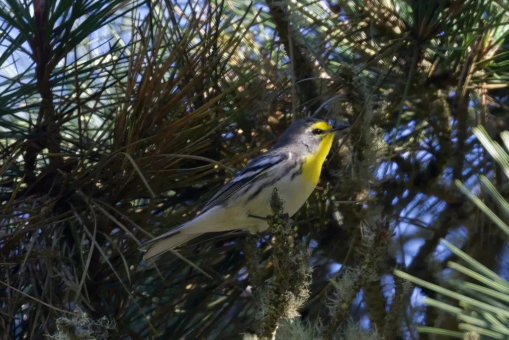 黄喉纹胁林莺（Setophaga graciae）