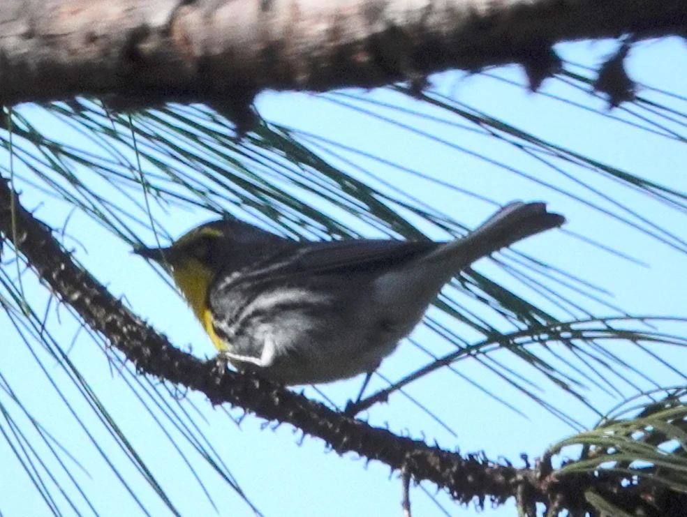 黄喉纹胁林莺（Setophaga graciae）