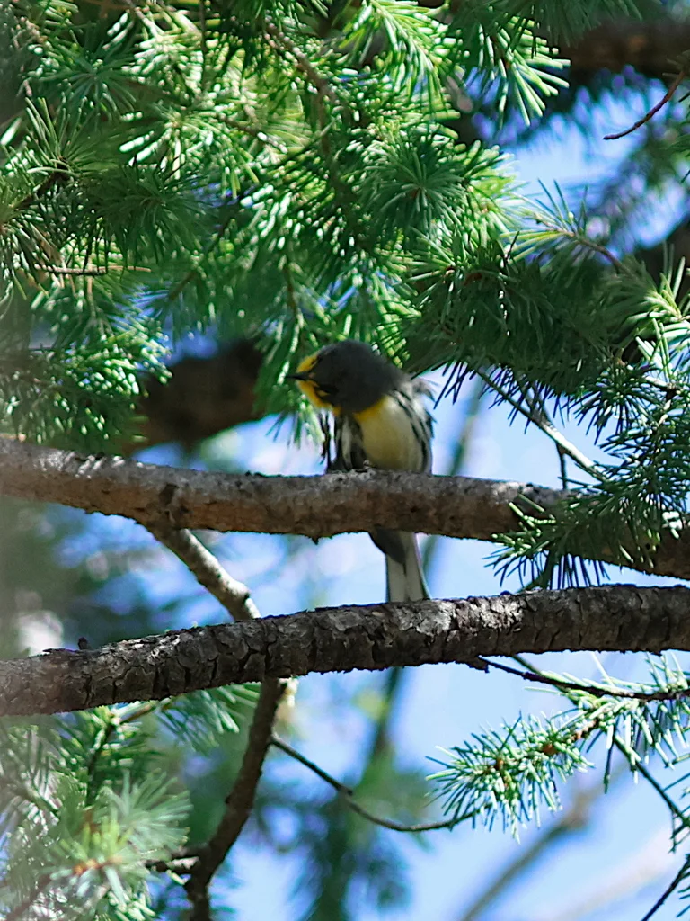 黄喉纹胁林莺（Setophaga graciae）