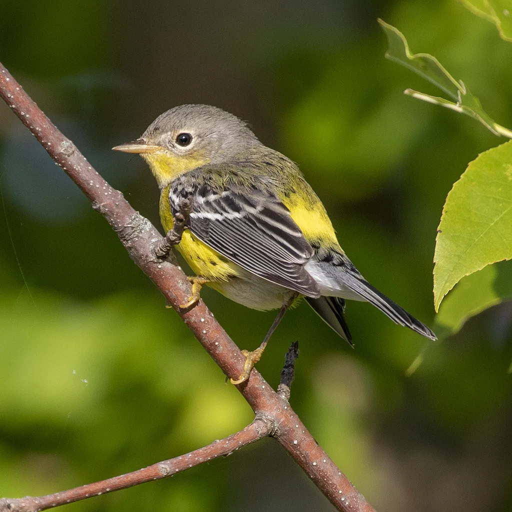 纹胸林莺(Setophaga magnolia)