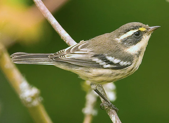 黑喉灰林莺（Setophaga nigrescens）