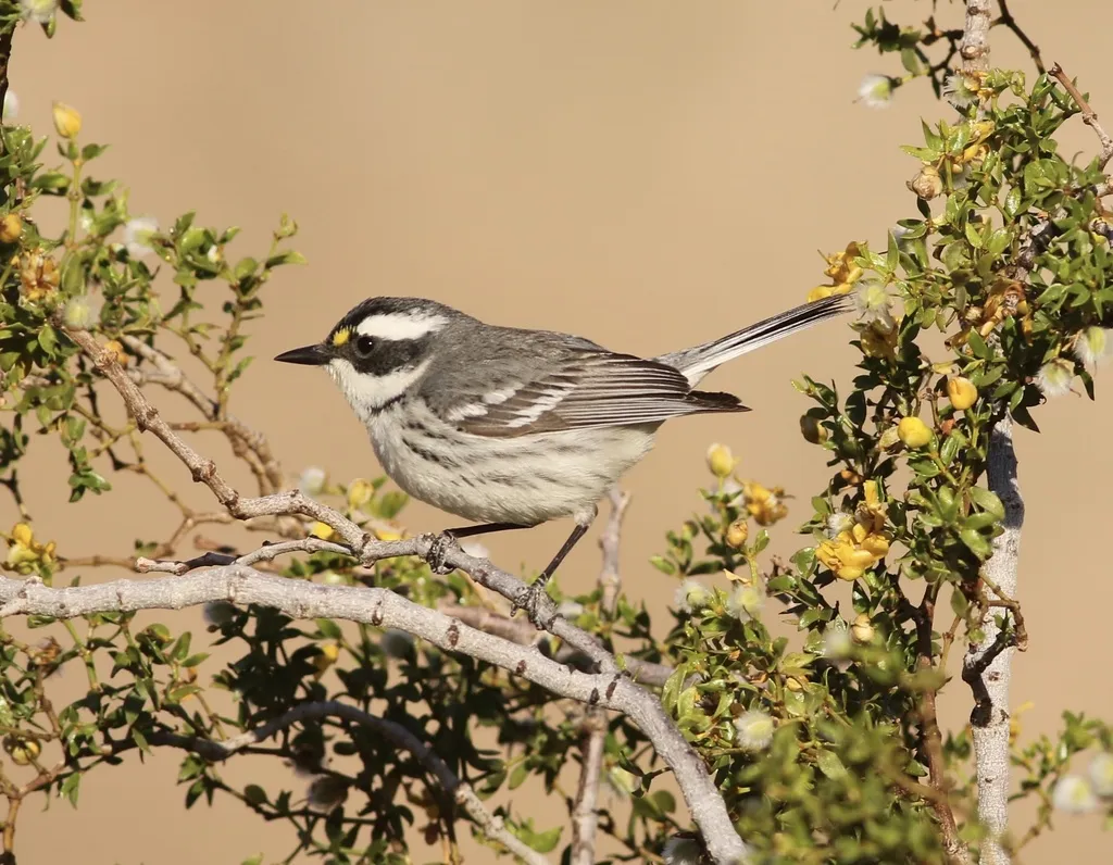 黑喉灰林莺（Setophaga nigrescens）