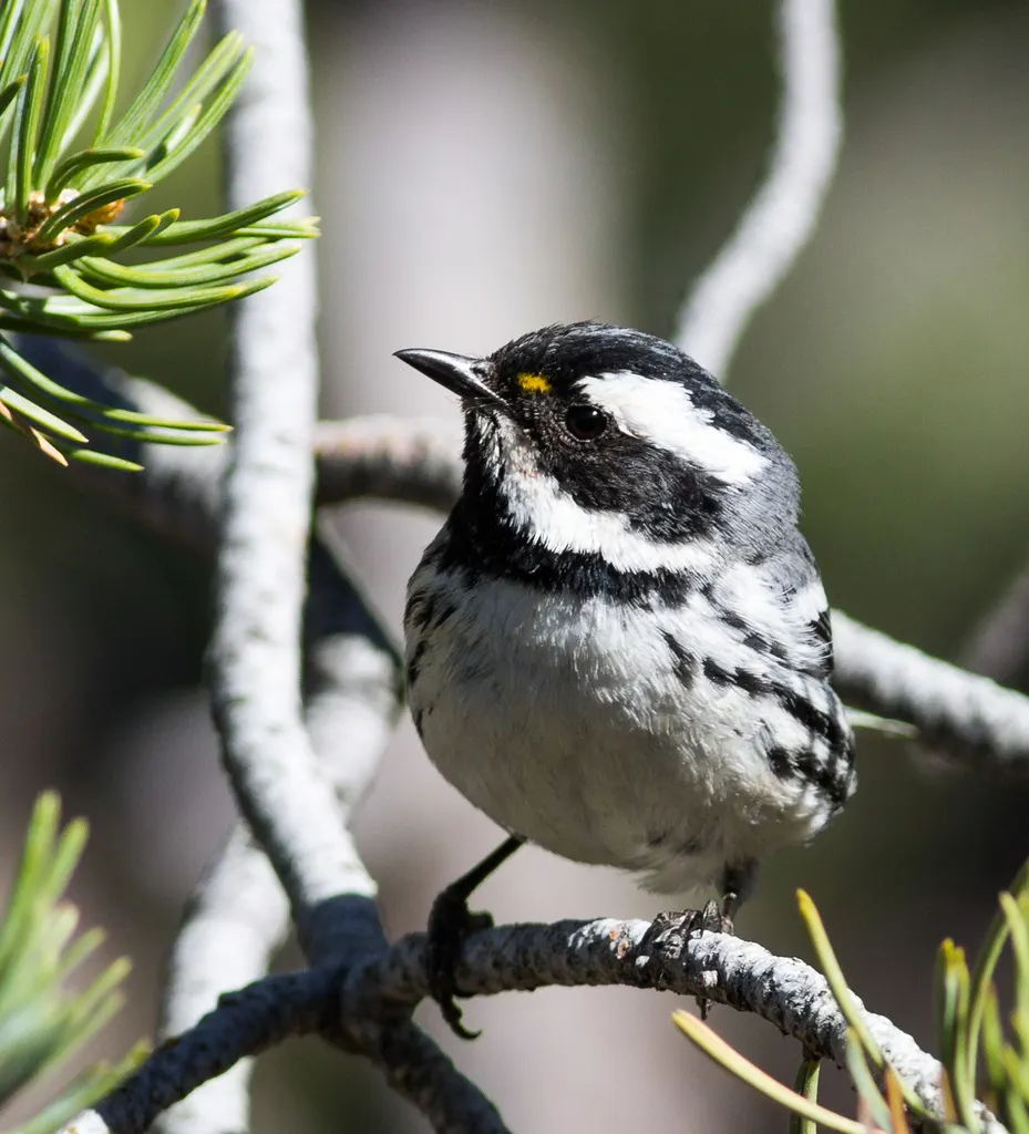 黑喉灰林莺（Setophaga nigrescens）