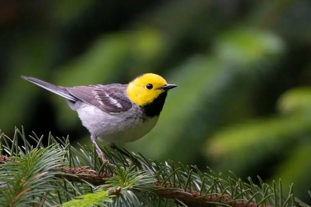 黄脸林莺(Setophaga occidentalis)