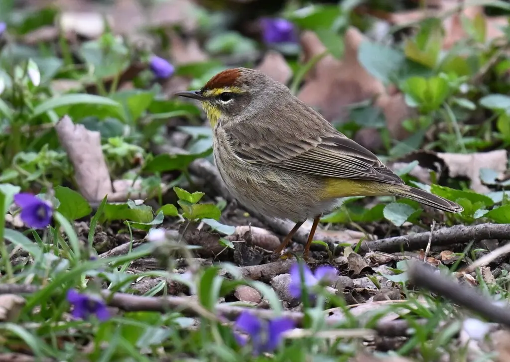 棕榈林莺（Setophaga palmarum）