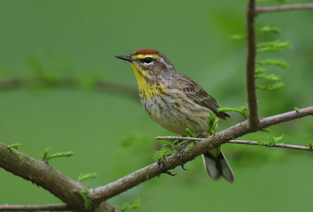 棕榈林莺（Setophaga palmarum）