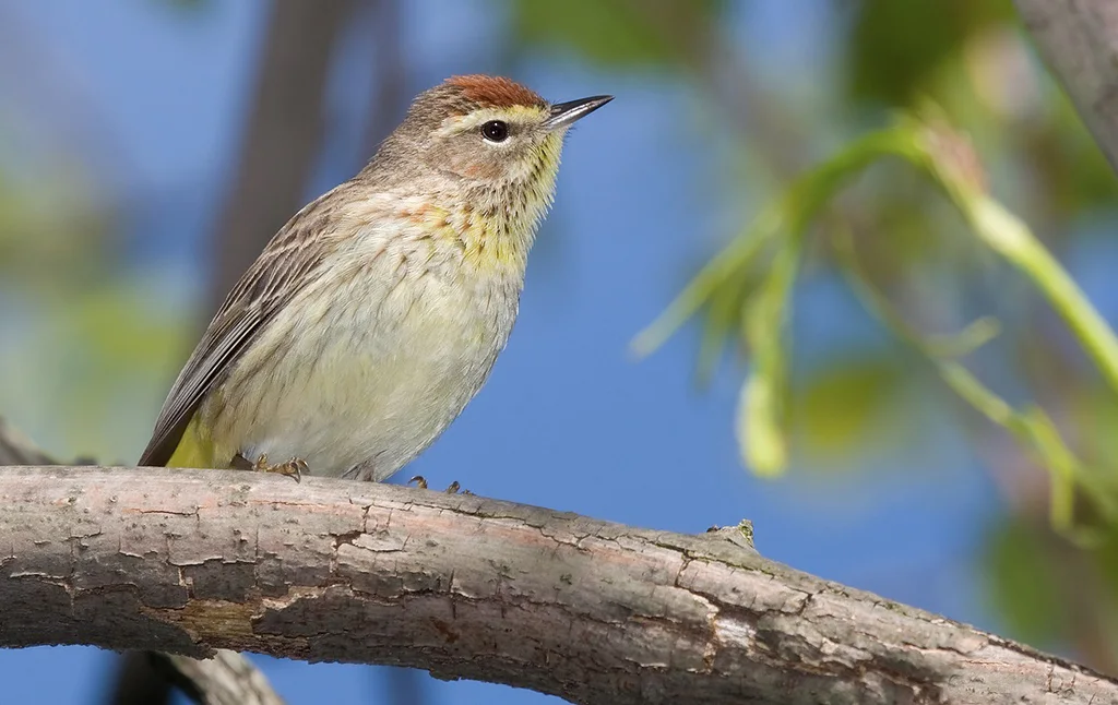 棕榈林莺（Setophaga palmarum）