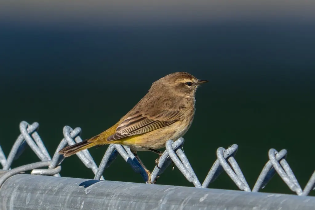 棕榈林莺（Setophaga palmarum）