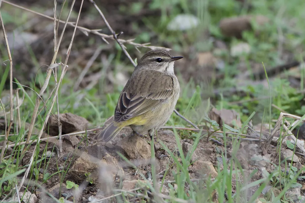 棕榈林莺（Setophaga palmarum）