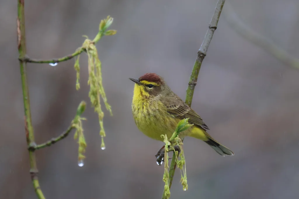 棕榈林莺（Setophaga palmarum）