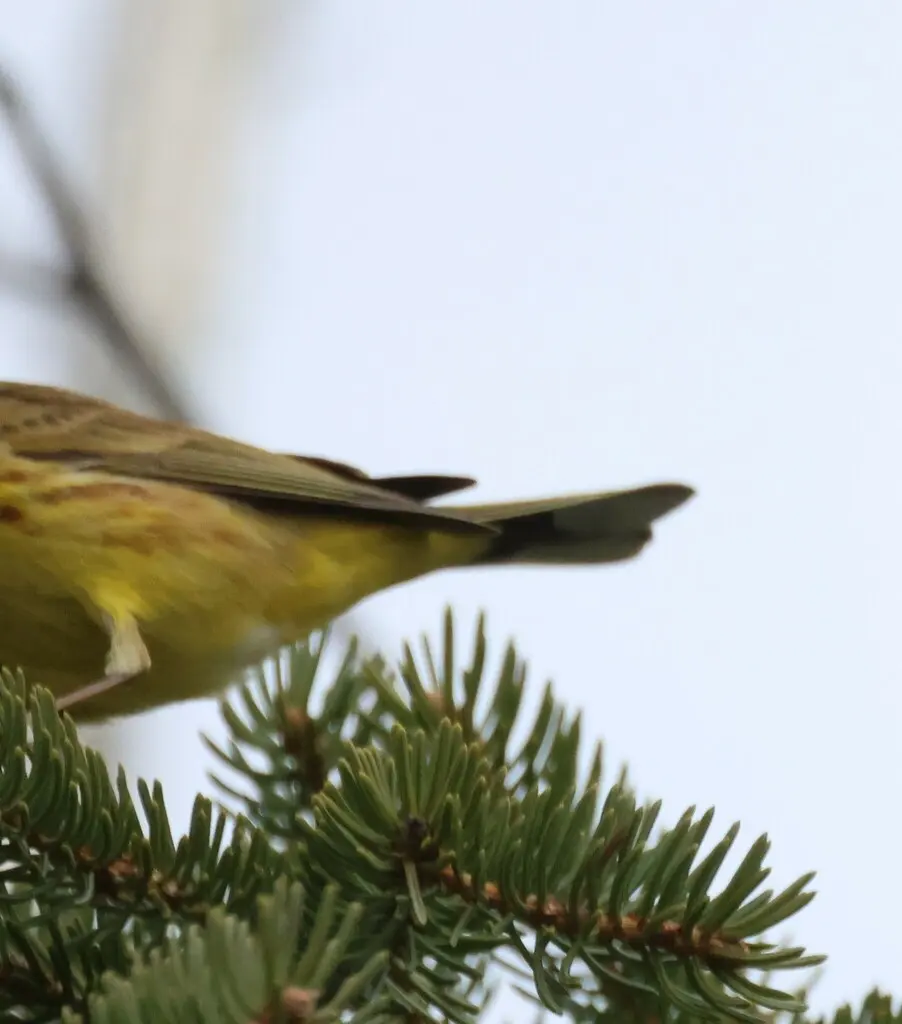 棕榈林莺(Setophaga palmarum)