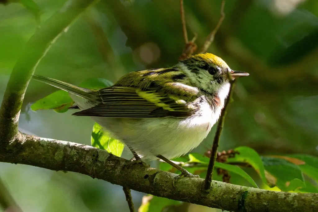 栗胁林莺(Setophaga pensylvanica)