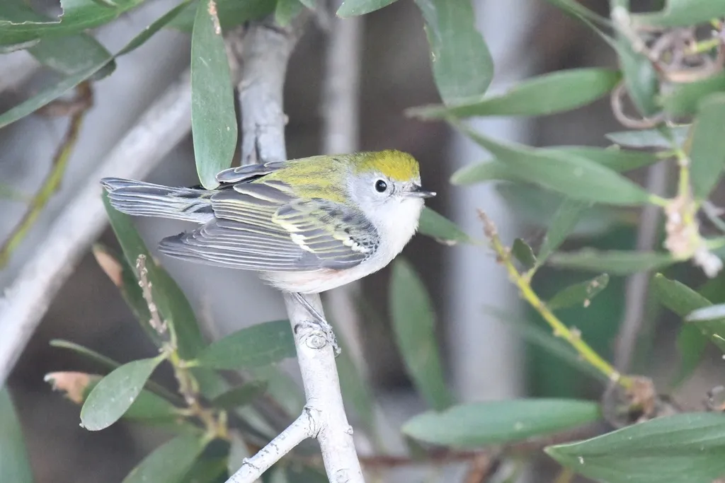 栗胁林莺(Setophaga pensylvanica)