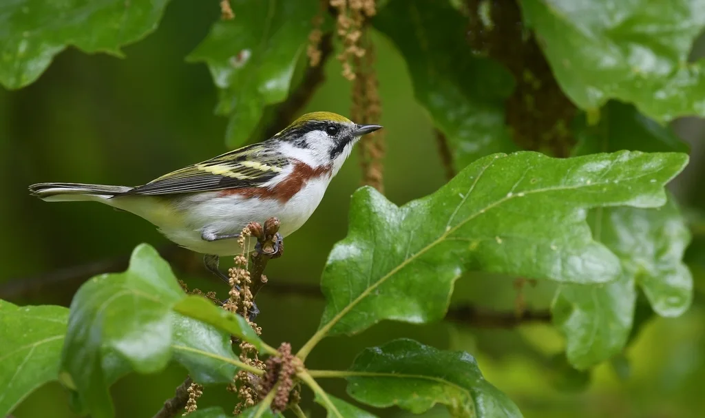 栗胁林莺(Setophaga pensylvanica)