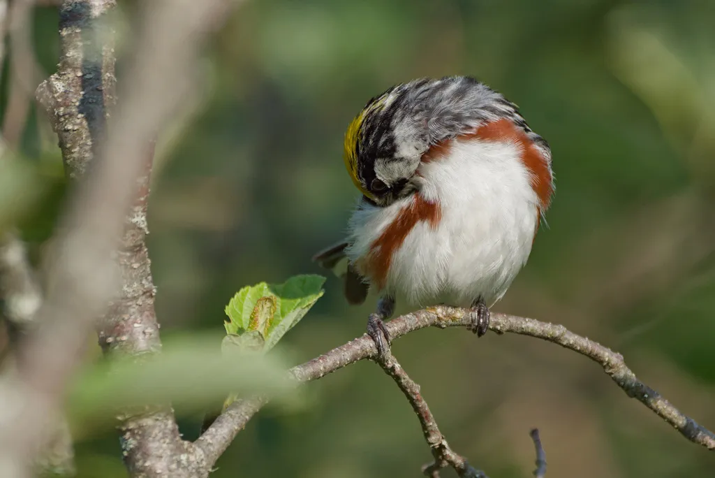 栗胁林莺(Setophaga pensylvanica)
