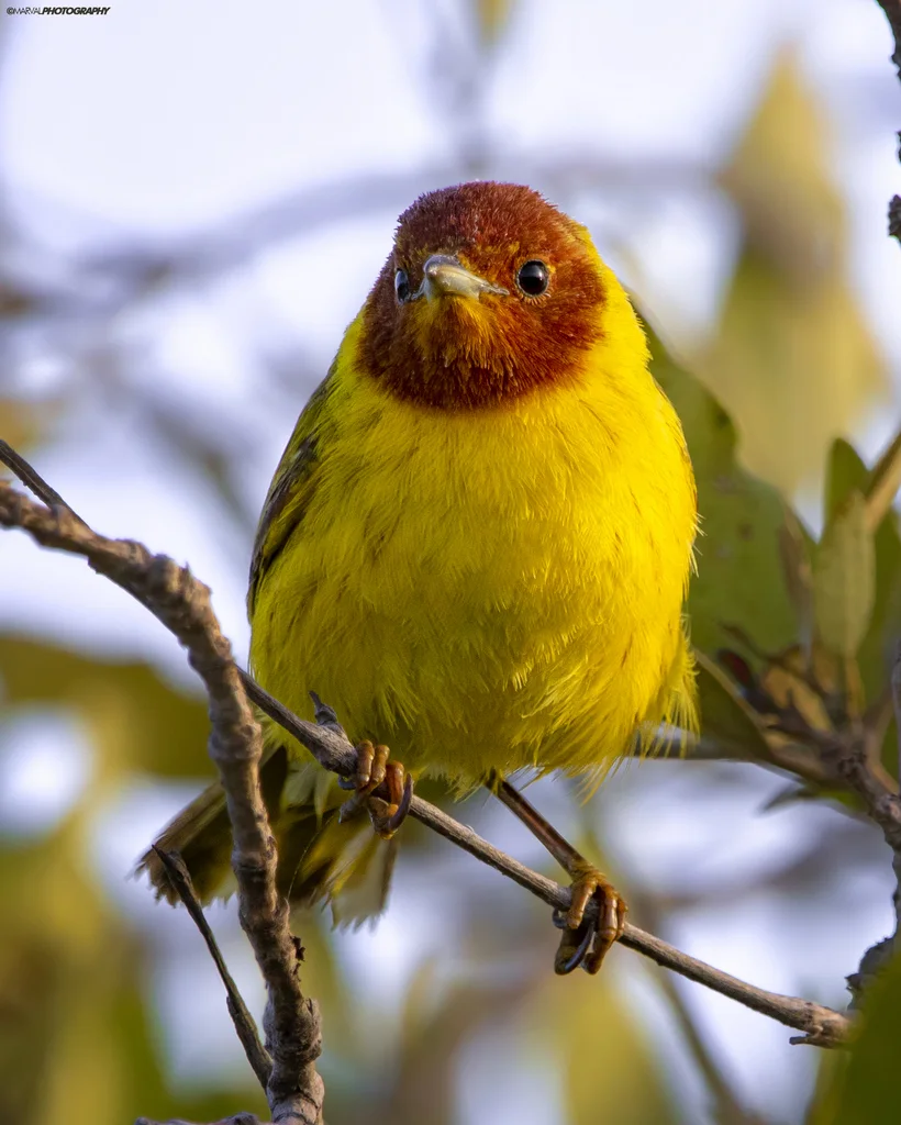 黄林莺(Setophaga petechia)