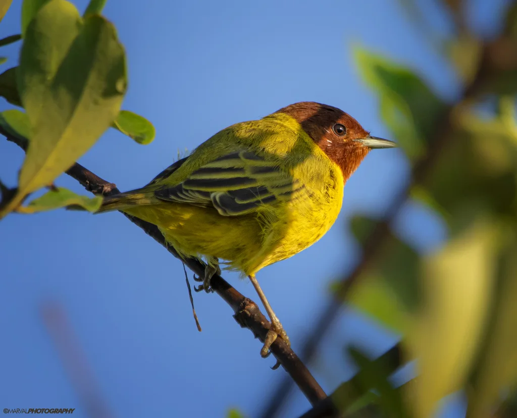 黄林莺(Setophaga petechia)