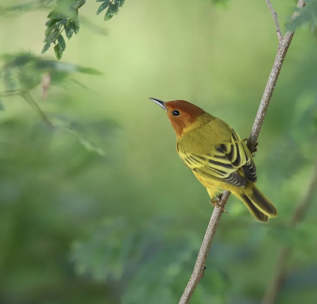 黄林莺(Setophaga petechia)