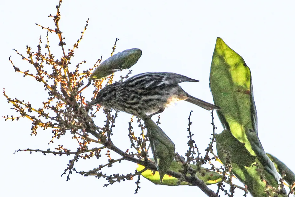 尖头林莺(Setophaga pharetra)