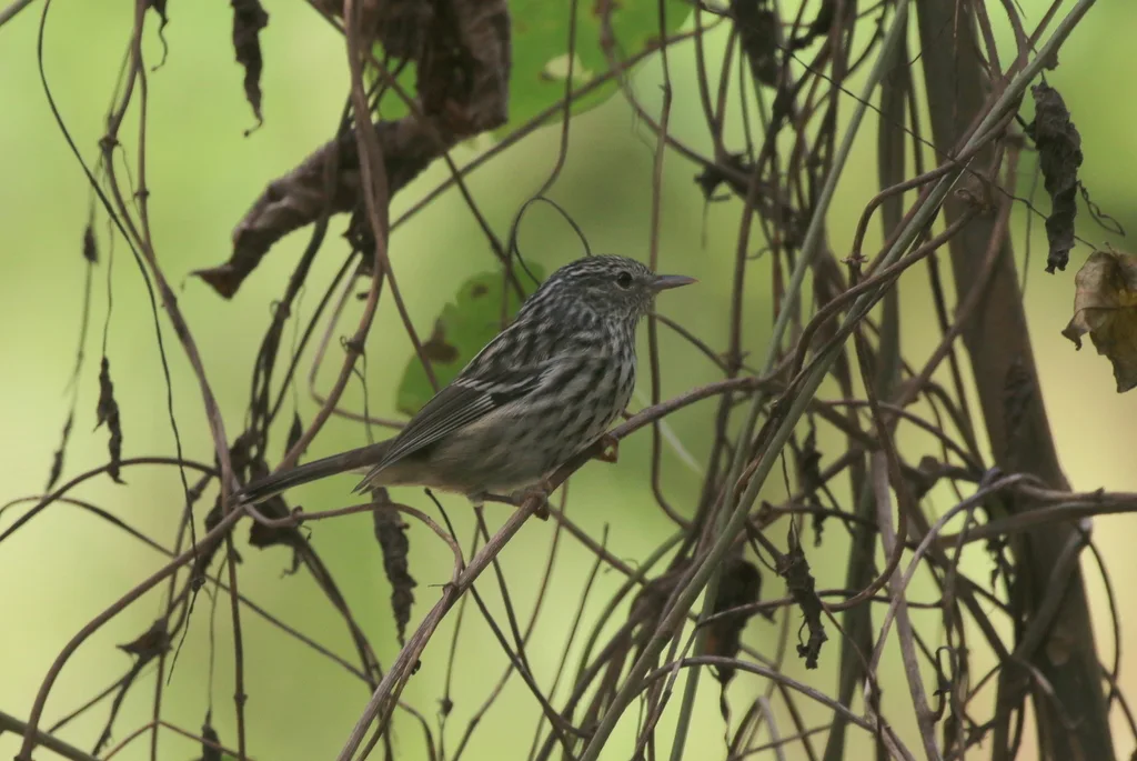 尖头林莺(Setophaga pharetra)