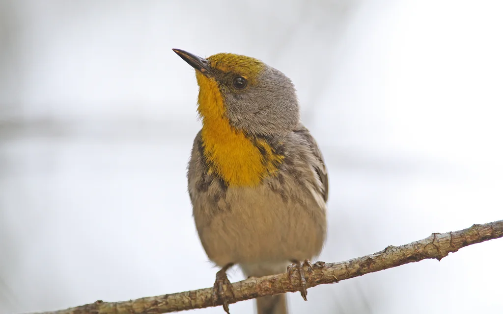绿顶林莺(Setophaga pityophila)