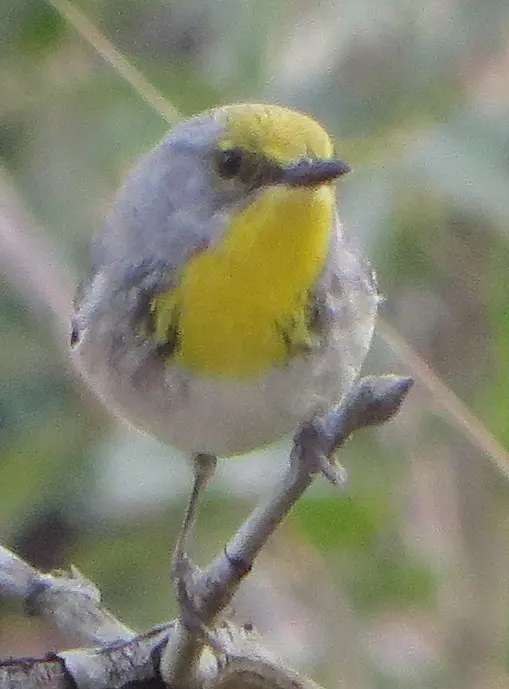 绿顶林莺(Setophaga pityophila)