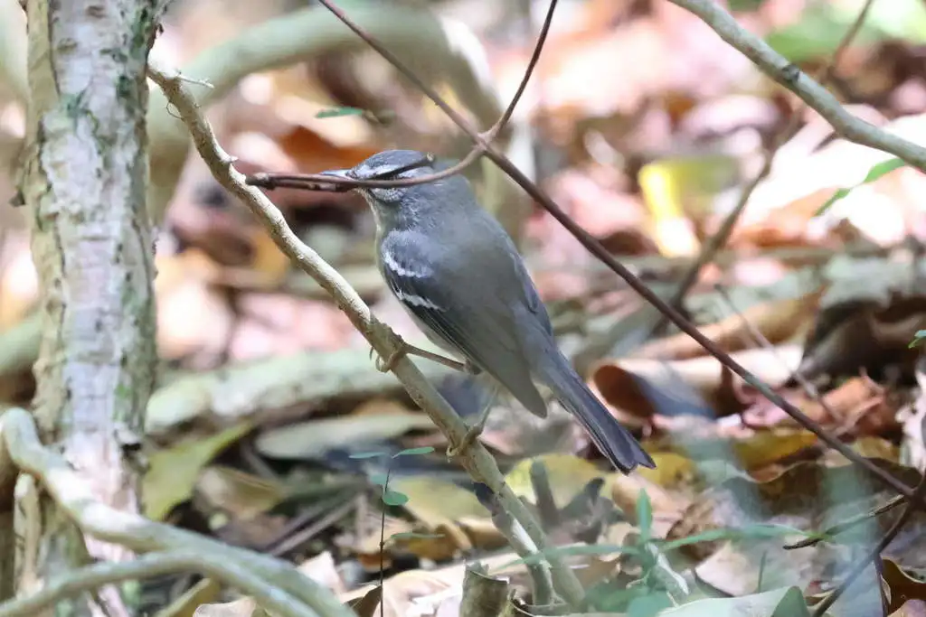 铅色林莺(Setophaga plumbea)