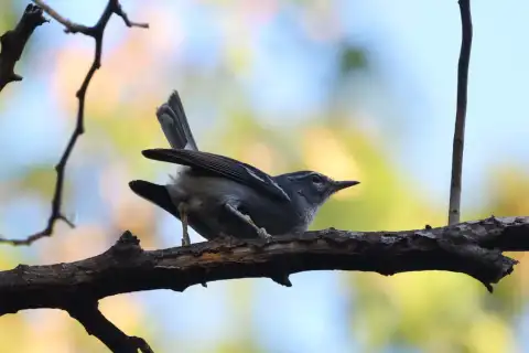 铅色林莺