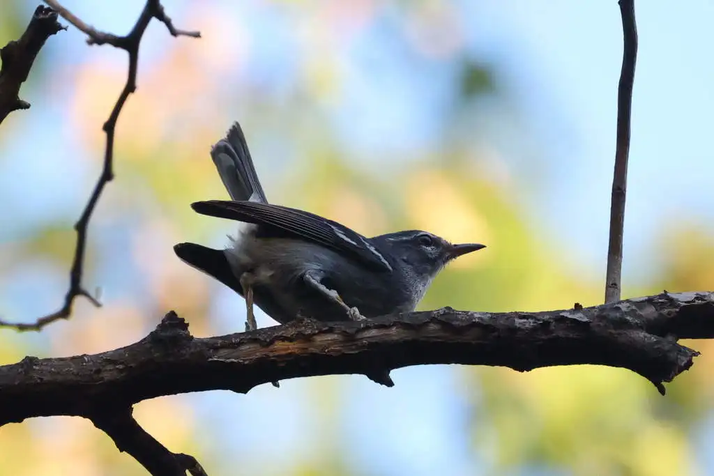 铅色林莺(Setophaga plumbea)