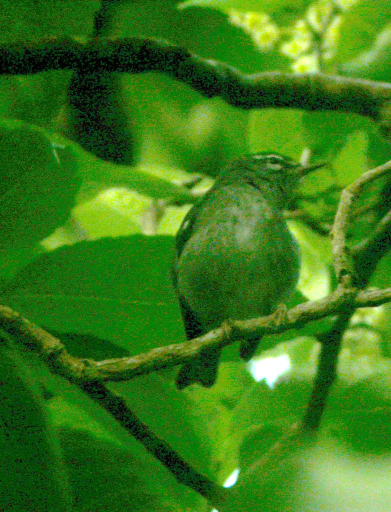 铅色林莺(Setophaga plumbea)