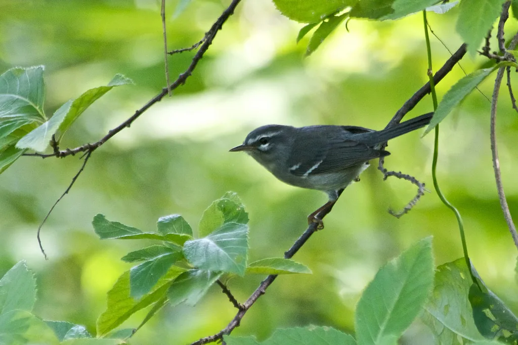 铅色林莺(Setophaga plumbea)