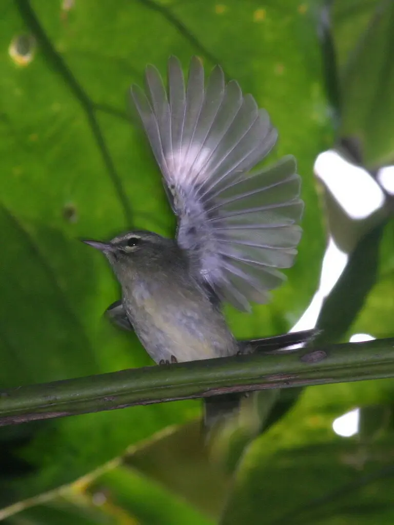 铅色林莺(Setophaga plumbea)