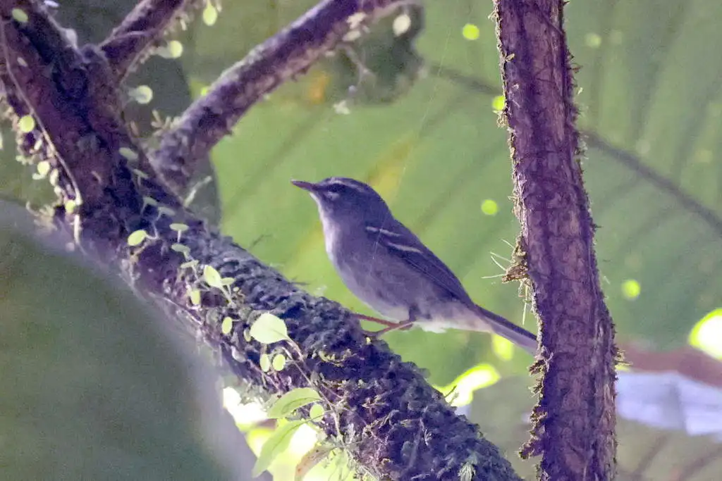 铅色林莺(Setophaga plumbea)